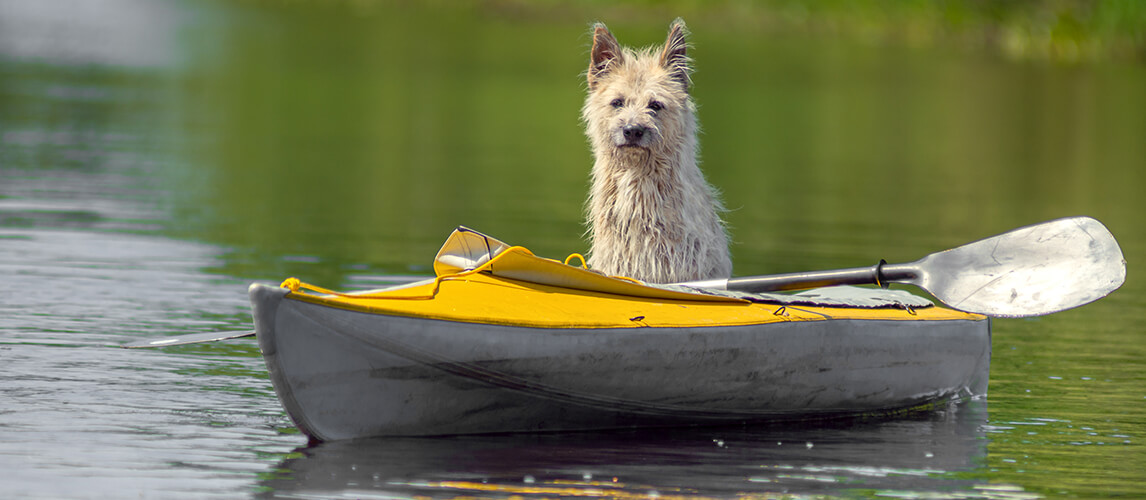 The Best Kayaks for Dogs in 2022