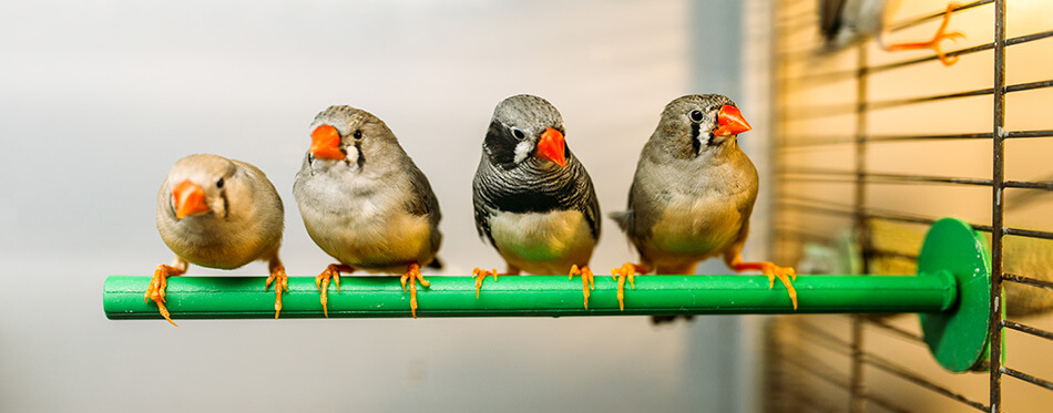 Birds sitting on a stick in pet shop