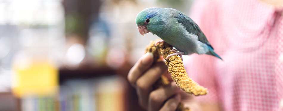 Blue tiny Forpus parrot bird playing friendly with adult asia woman at home.