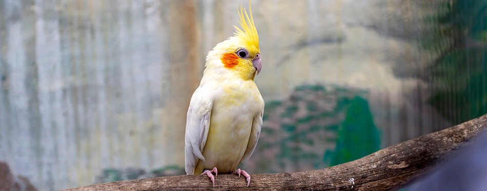 Cockatiel Portrait, Cute Curious Young Cinnamon Cockatiel Close up. 