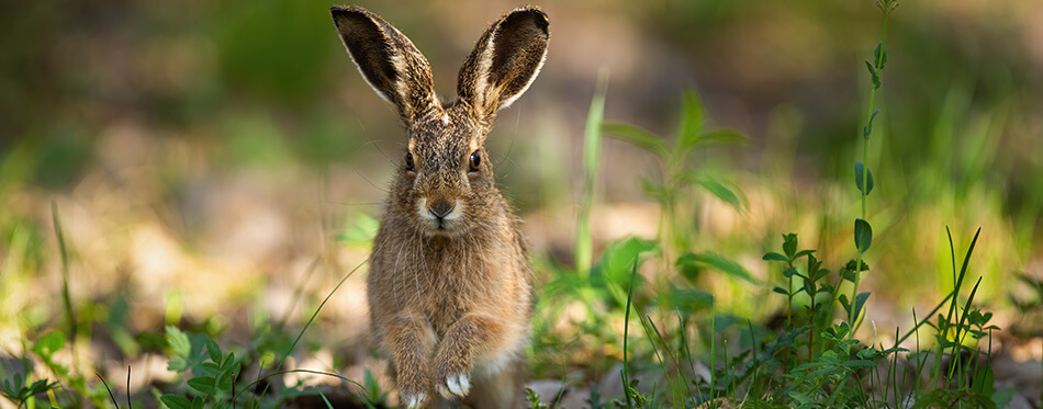 Cute brown hare, lepus europaeus, jumping closer on grass in spring nature.