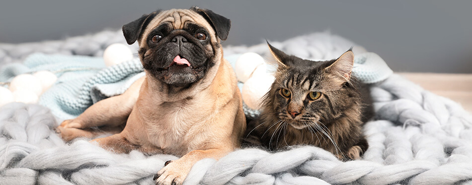 Cute cat and pug dog with blankets on floor at home.