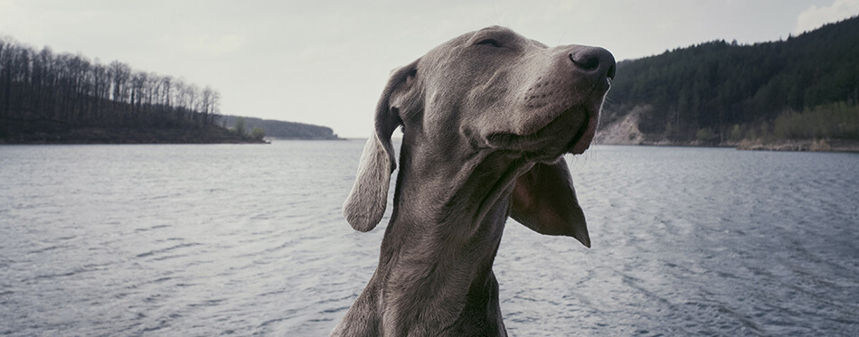 Dog at Kayak