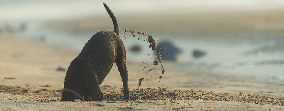 Dog diging sand on the beach