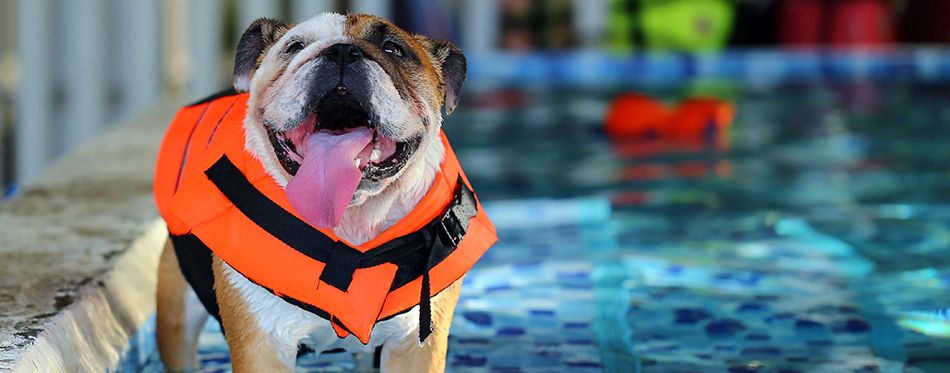 English Bulldog, Dog wear life jacket in swimming pool