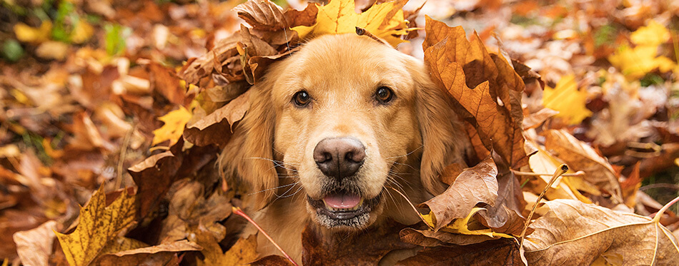 Golden Retriever Dog in a pile of Fall leaves