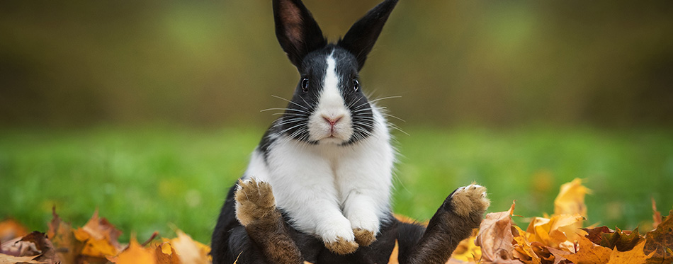 Little funny rabbit sitting in leaves in autumn