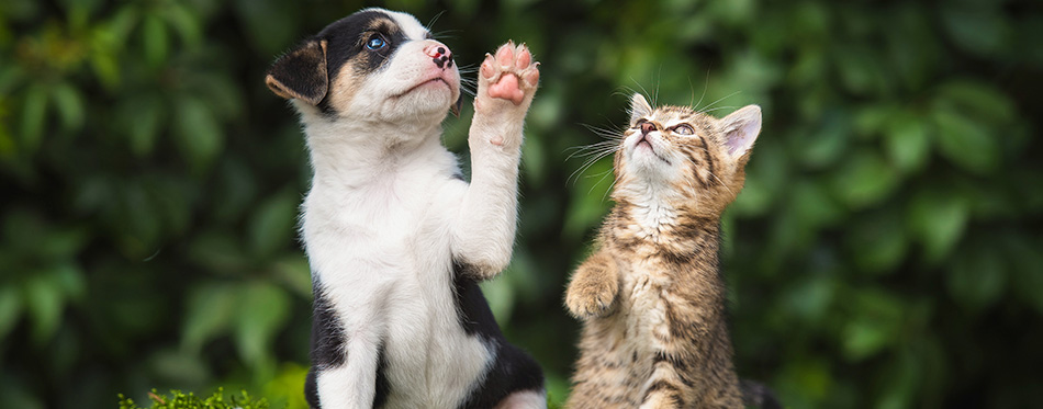 Little puppy with a little tabby kitten