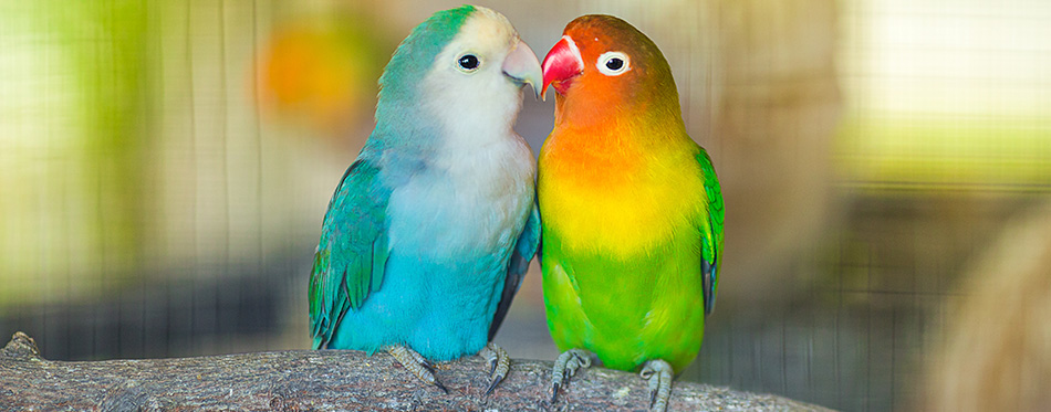 Lovebirds