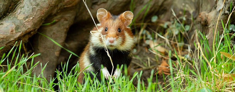 One adult european hamster in front of a tree.