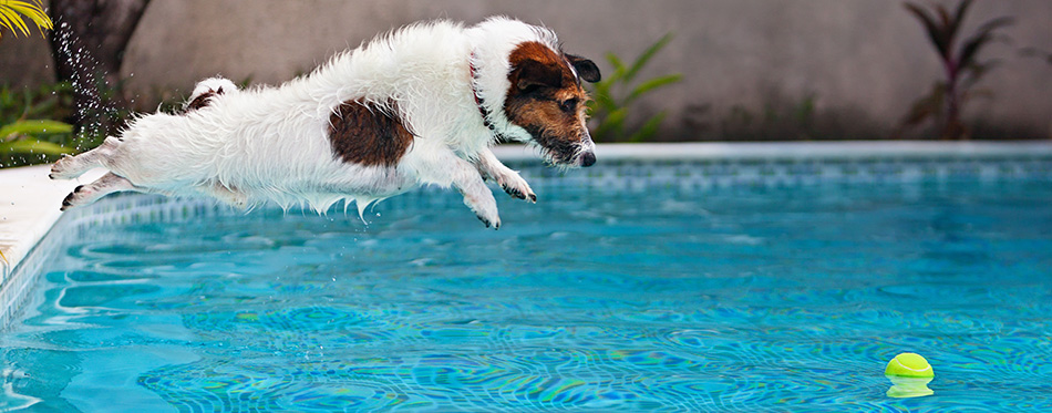 Playful jack russell terrier puppy in swimming pool has fun - dog jump and dive underwater to retrieve ball.