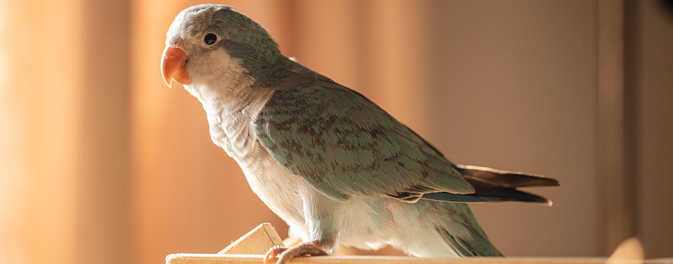 Quaker parrot ( Blue Monk) play time.