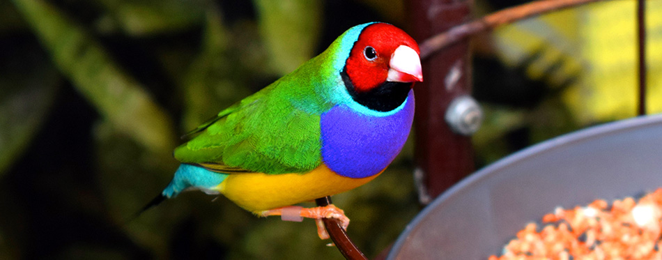 The Gouldian finch (Erythrura gouldiae), also known as the Lady Gouldian finch, Gould's finch or the rainbow finch, is a colourful passerine bird endemic to Australia.