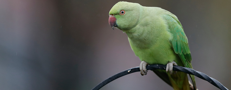 The rose-ringed parakeet, also known as the ring-necked parakeet, is a medium-sized parrot in the genus Psittacula, of the family Psittacidae.