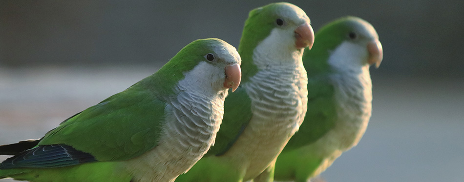 Three Quaker Parrots of El Retiro Parque