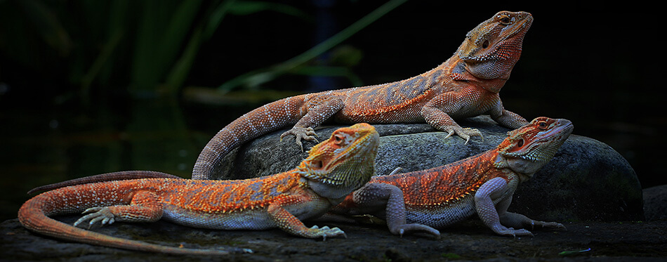 Three bearded daragons are sunbathing before starting daily activities.