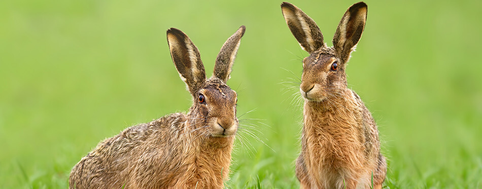 Two brown hares, lepus europaeus, sitting in green grass on a meadow in springtime.