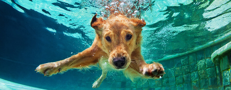 Underwater funny photo of golden labrador retriever puppy in swimming pool play with fun - jumping, diving deep down.