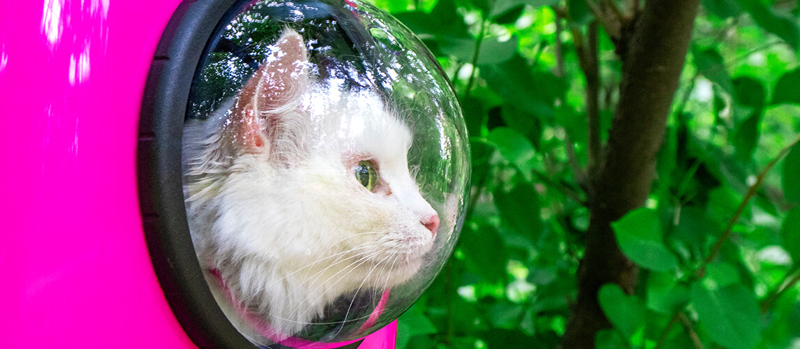 White cat in a backpack with a porthole for a walk.
