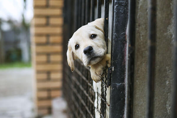 Young Labrador retriever puppy