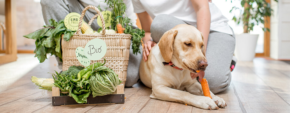 Young lovely couple sitting together with their dog and fresh green vegetables at home