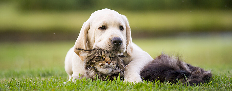 dog and cat friendship