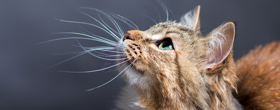 portrait of a beautiful cat