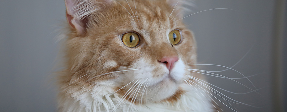 red-haired big cat sitting on the floor