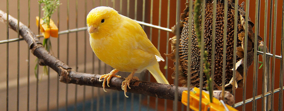 yellow canary sitting on the twig in the cage