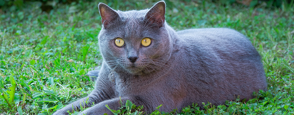 A beautiful grey Chartreux cat