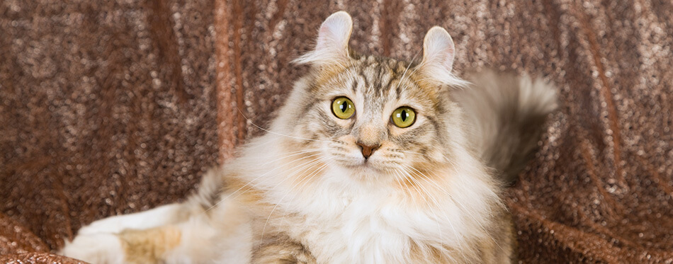 American Curl cat lying on shimmer brown background