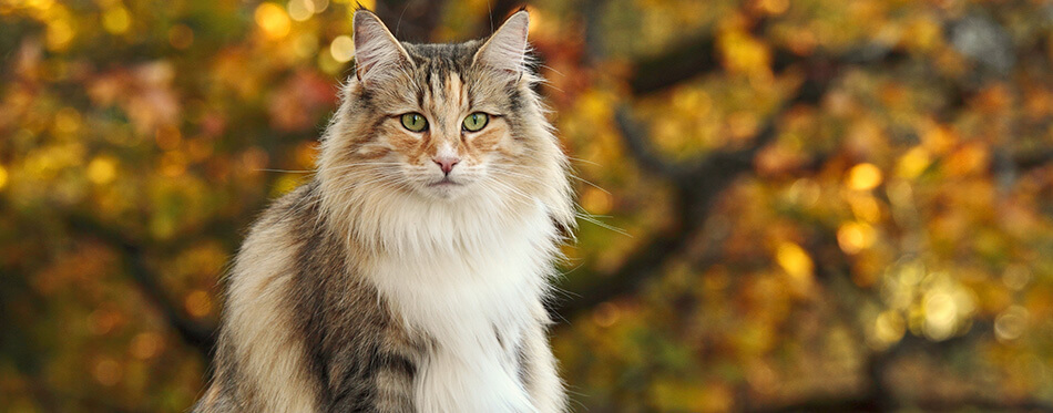 Beautiful Norwegian forest cat female sitting in the park