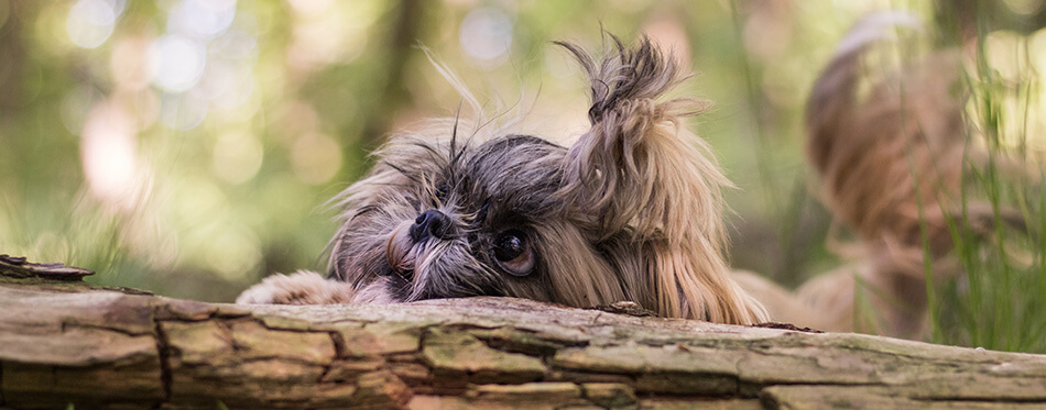Cute Shih Tzu dog is lying on a tree trunk in the forest