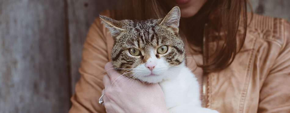 Cute cat portrait with cat owner