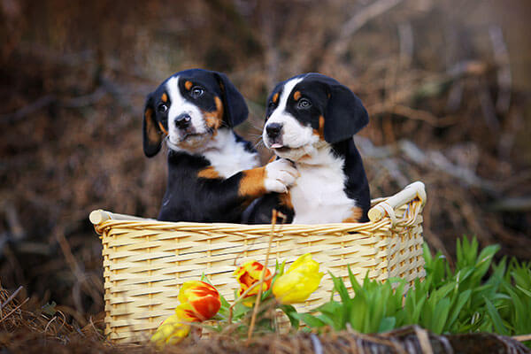 Great Swiss Mountain dog adorable puppies