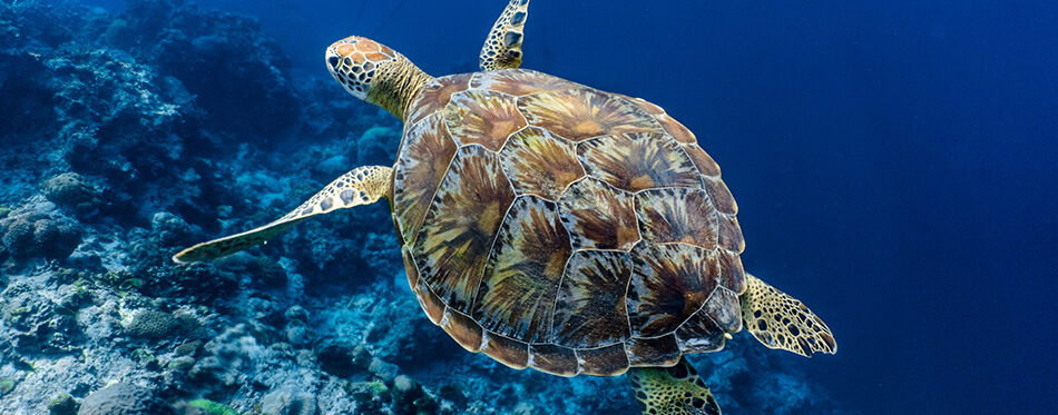 Green sea turtle swimming above a coral reef close up. 