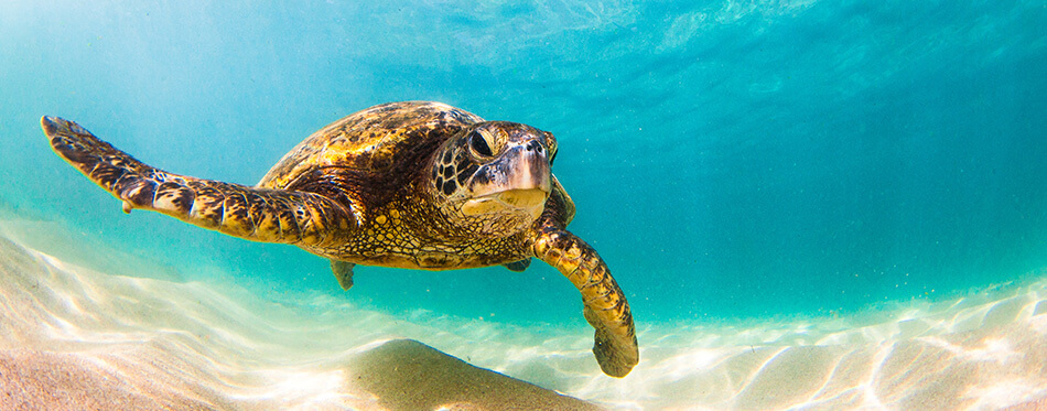 Hawaiian Green Sea Turtle Cruising in the Warm waters of the Pacific Ocean in Hawaii