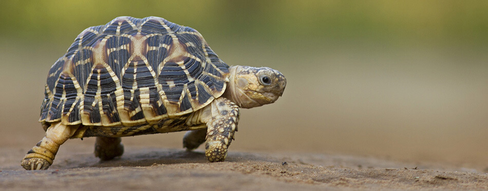 Indian Star Tortoise at Indroda Nature Park, Gandhinagar, India