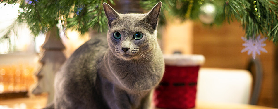 Russian blue cat is ready for new year. 