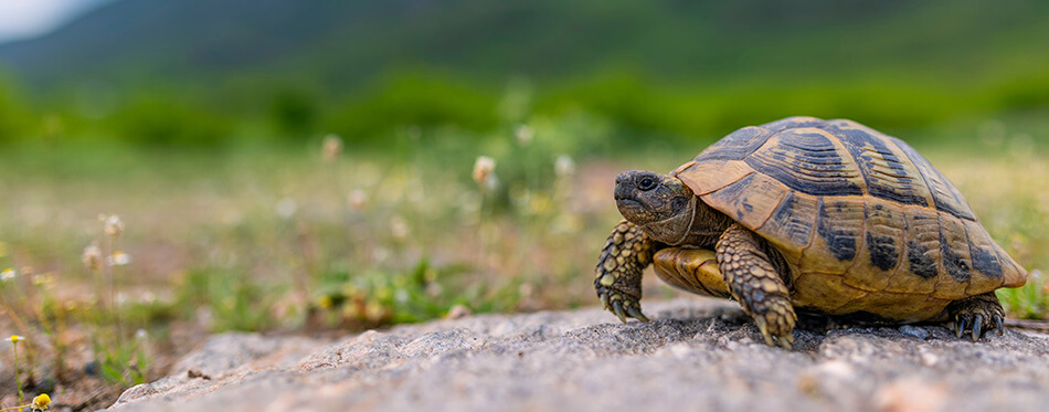 The Land turtle in its natural environment. A wild animal of Greece. The Hermanns tortoise.