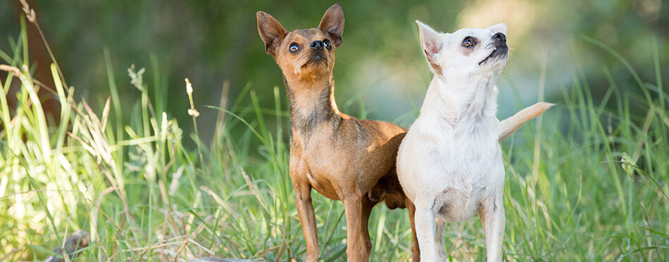 Two chihuahua dogs standing together on a rock in a forest