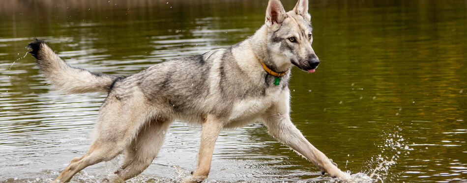 amerindian malamute