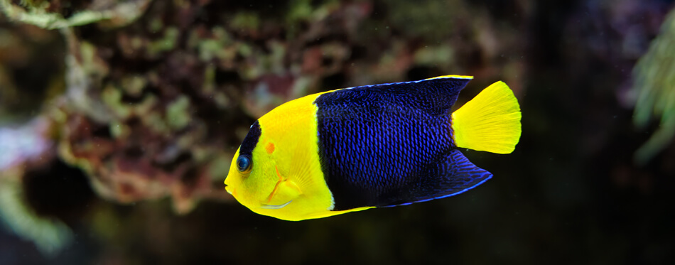 bicolor angelfish