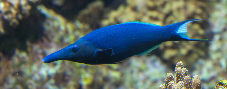 bird wrasse