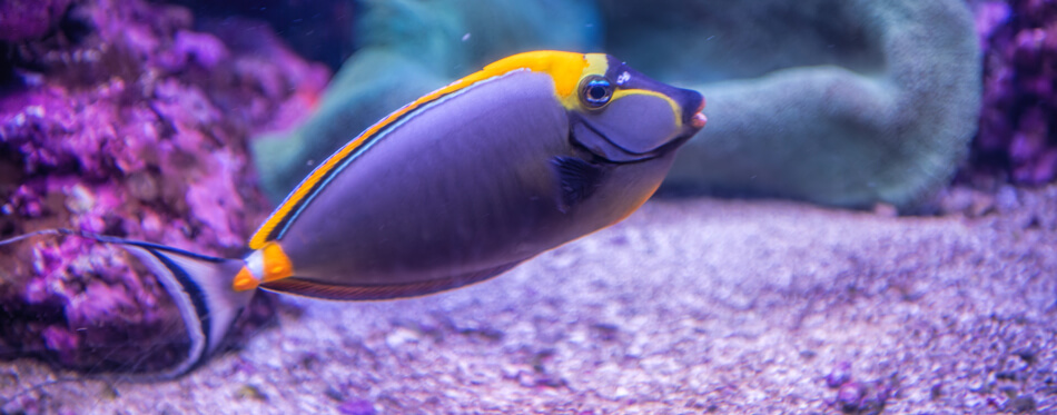 blonde naso tang