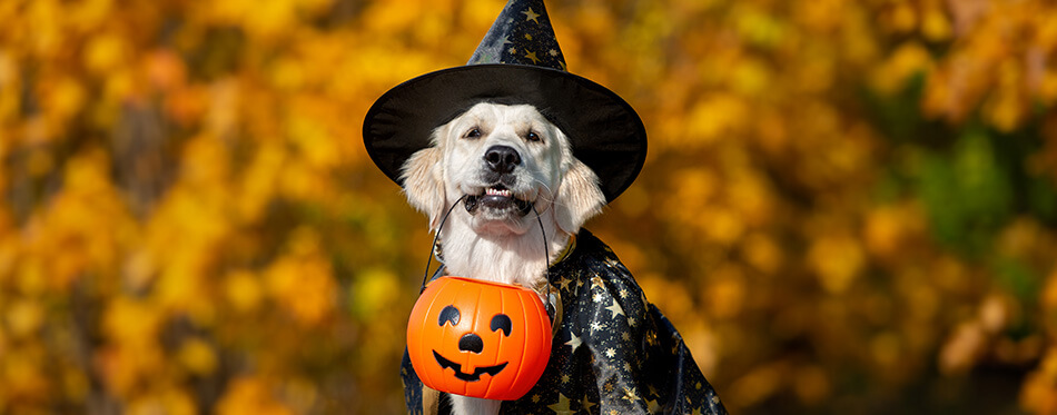 golden retriever dog in a costume posing for Halloween outdoors