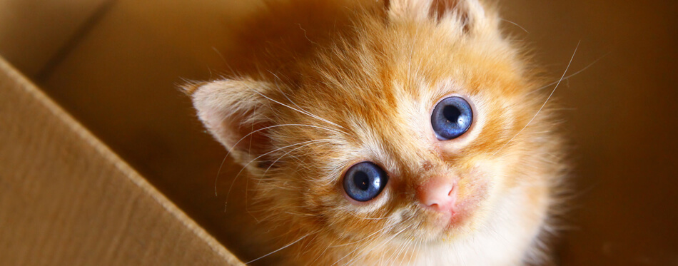 kitten with blue eyes