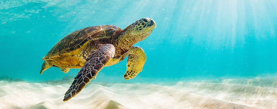 photo of Sea turtle in the Galapagos island