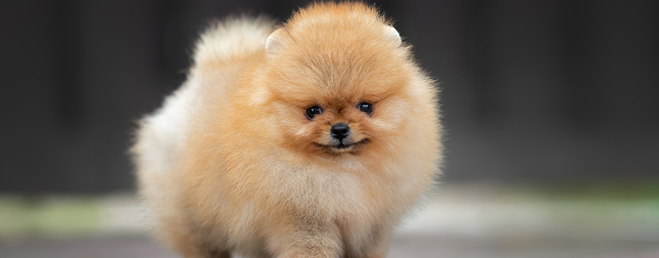 small red pomeranian spitz puppy standing outdoors