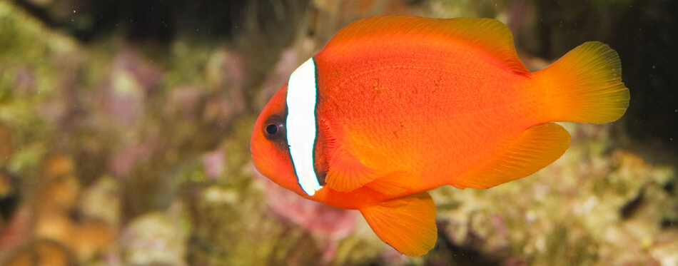 tomato clownfish